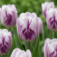 Tulip bulbs Flaming Flag