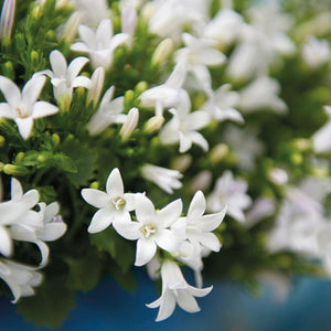 Campanula Addenda wit (Klokjesbloem) - 20cm