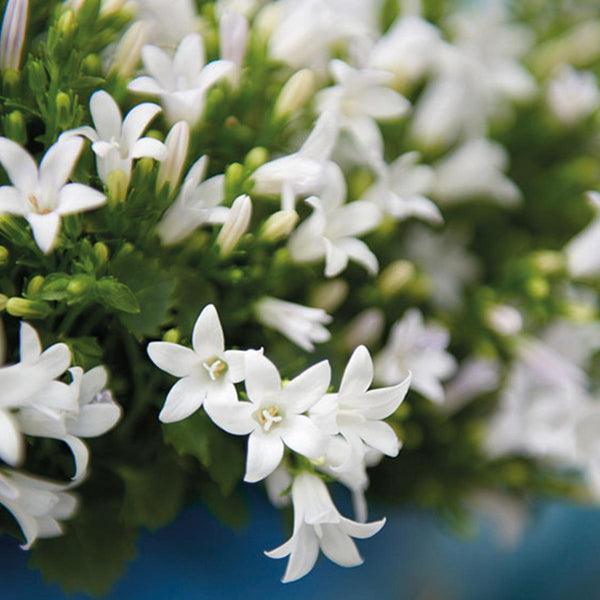 Campanula Addenda wit (Klokjesbloem) - 20cm