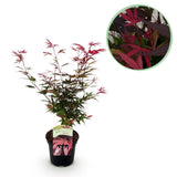 Product afbeelding 1
