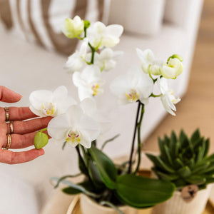 Combi deal - Luxury Living inclusief keramieken sierpotten en accesoires