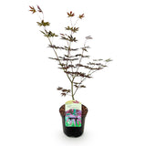 Product afbeelding 2