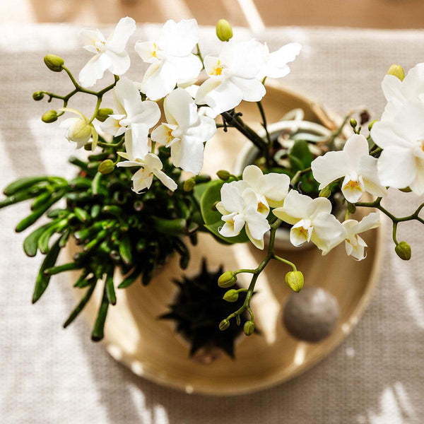 Combi deal - Slow Living inclusief keramieken sierpotten en accesoires