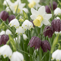 Bloembollen mix Vochtige tuin