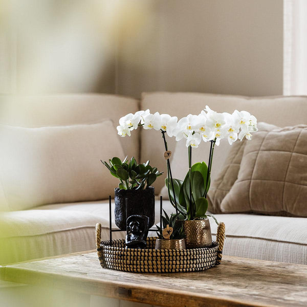 Combi deal - Urban luxe set inclusief sierpotten en accessoire op dienblad
