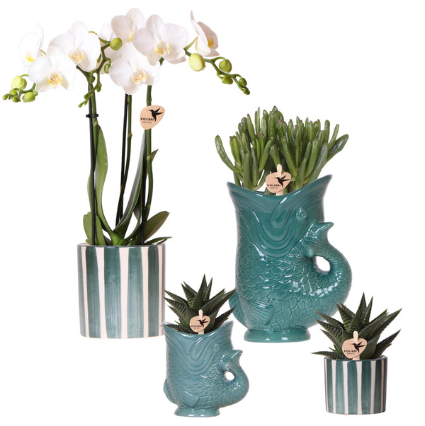 Combi deal - Orchidee (Amabilis) + succulenten in keramieken sierpotten kopen bij Green Bubble