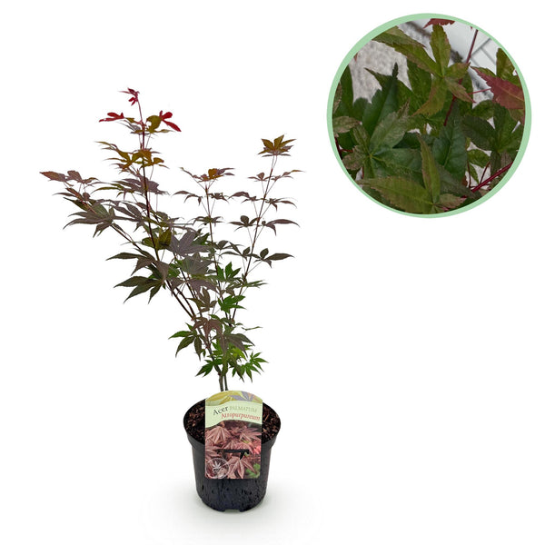 Japanse Esdoorn Atropurpureum - Paars - 70cm