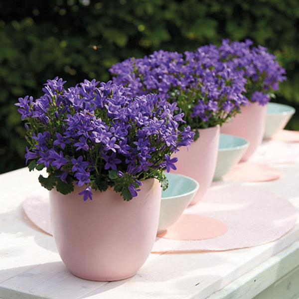 Campanula Addenda (paarse Klokjesbloem) - 20cm