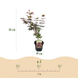 Product afbeelding 4