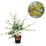 Product afbeelding 1