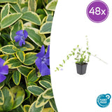 Product afbeelding 8