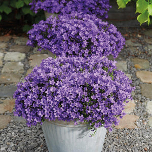 Campanula Addenda (paarse Klokjesbloem) - 20cm