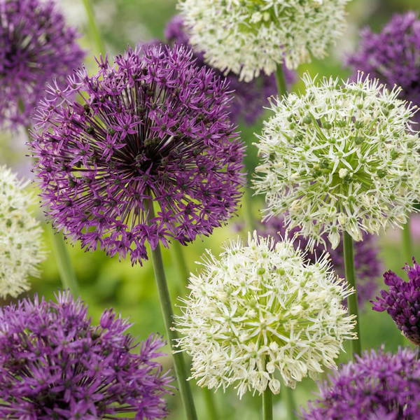 Cebulki czosnku ozdobnego Purple-White mix