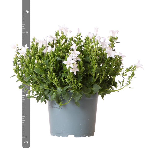 Campanula Addenda white (Bellflower) - 20cm
