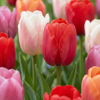 Tulip bulbs Glowing with pride