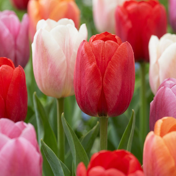 Bulbes de tulipe Glowing with pride