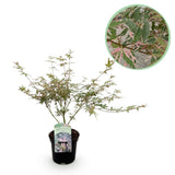 Product afbeelding 1