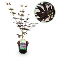 Arce japonés Trompenburg - Morado oscuro - 70cm