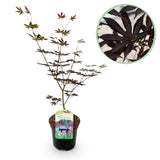 Product afbeelding 1