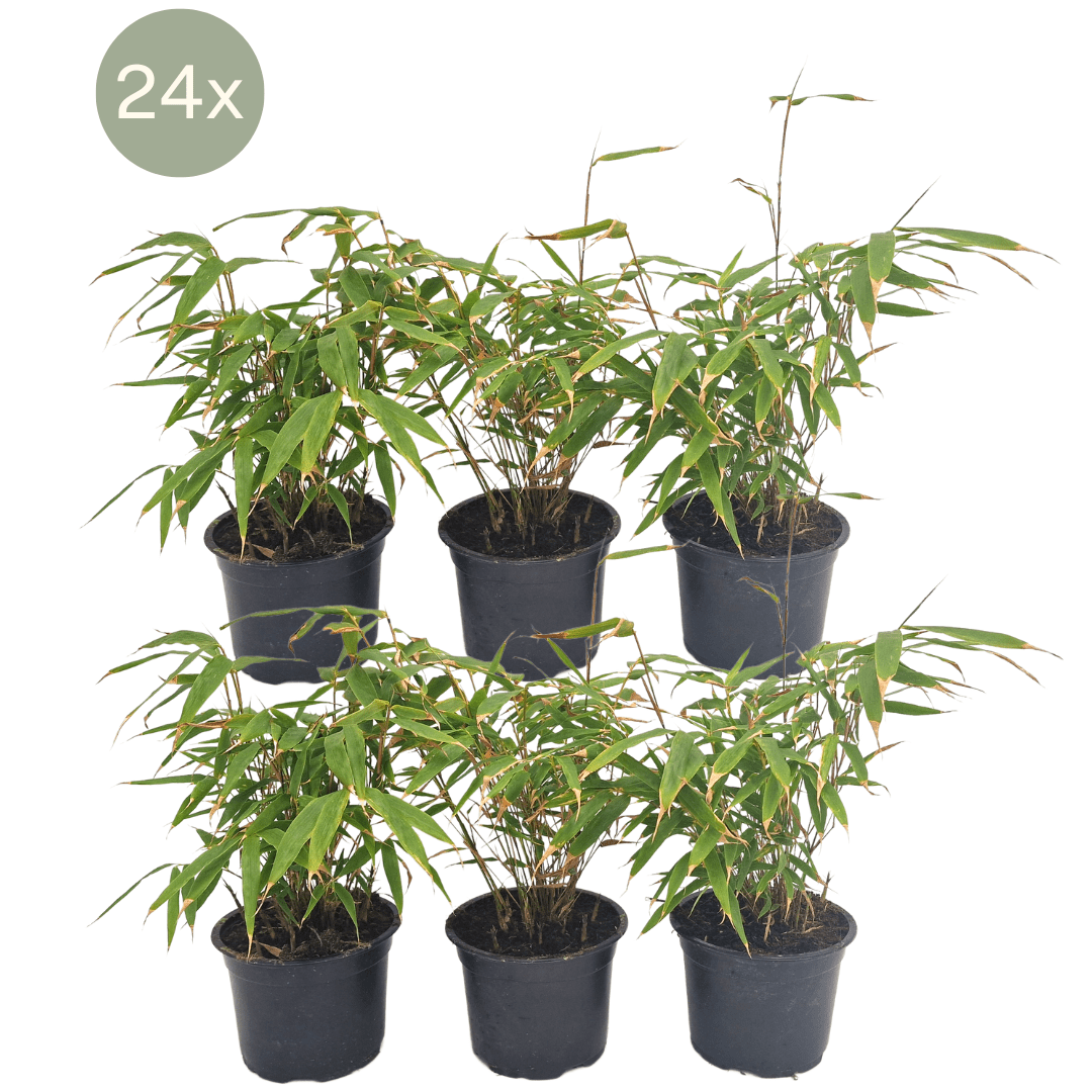 24x Fargesia Rufa - 25cm