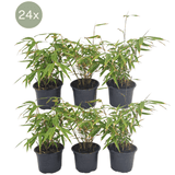 Product afbeelding 1