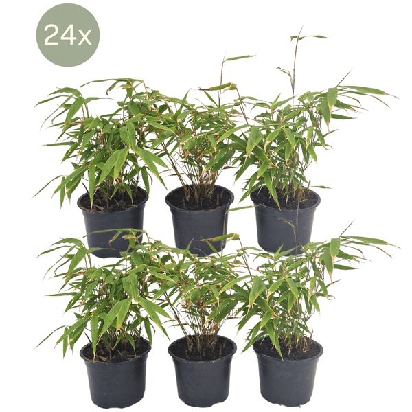 24x Fargesia Rufa - 25cm