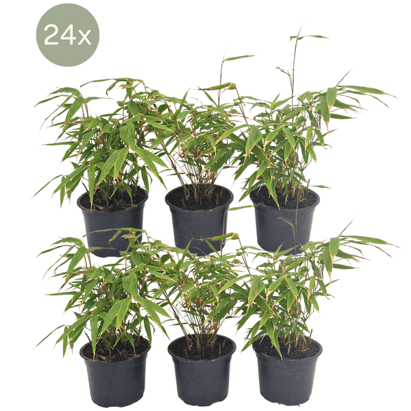24x Fargesia Rufa - 25cm