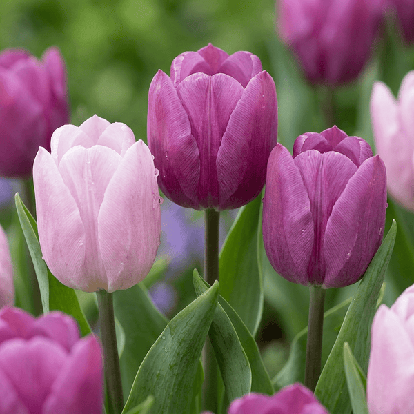 Bulbes de tulipe Candy Purple Prince mélange
