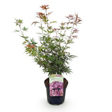 Product afbeelding 2