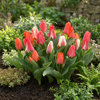 Bulbes de tulipe Greigii mix bulbes XL