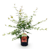 Product afbeelding 2