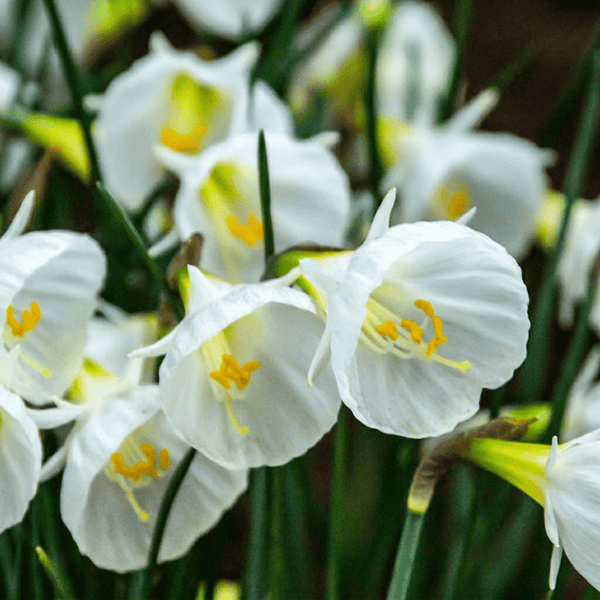 Cebulki narcyzów White Petticoat