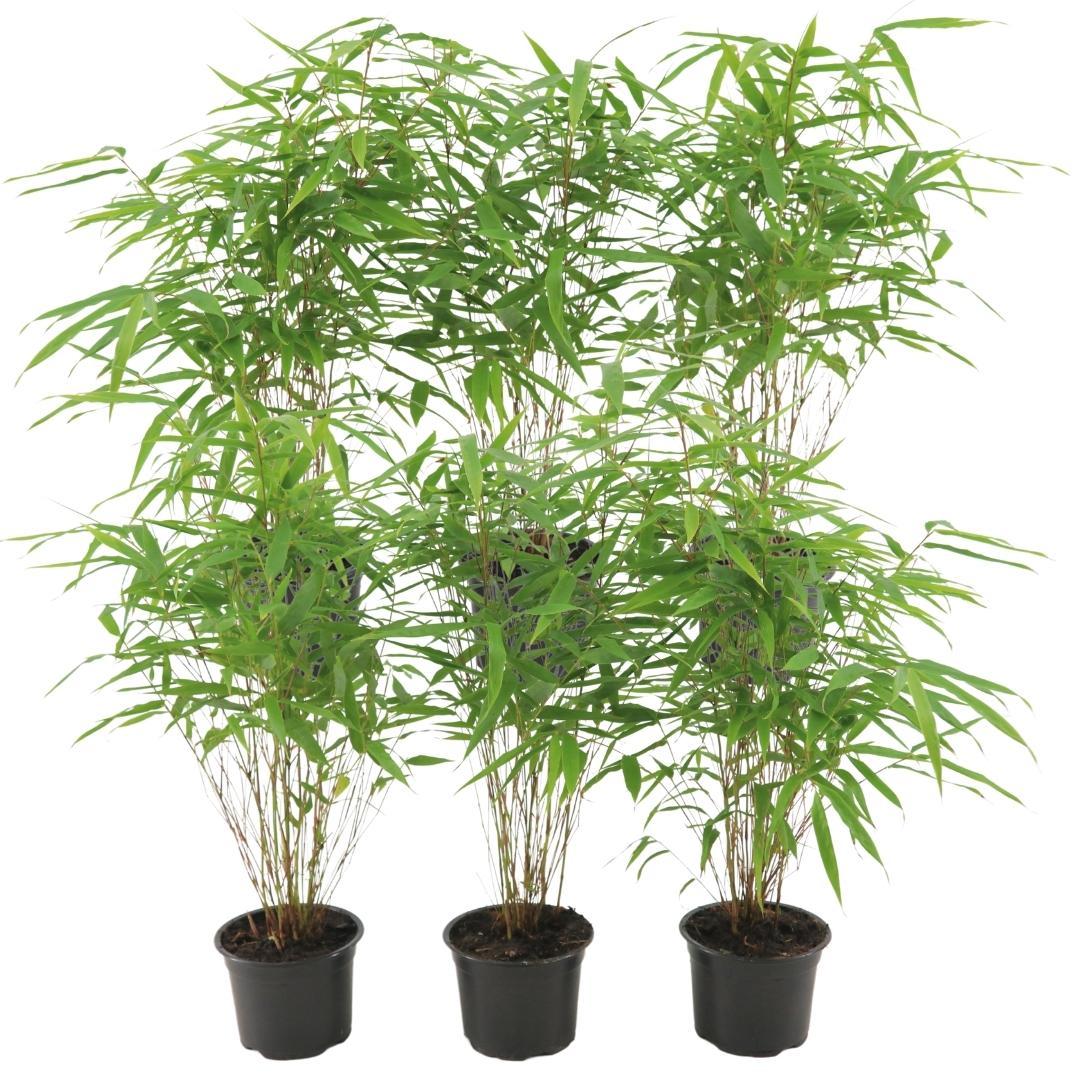 6x Fargesia Rufa - 25cm