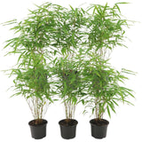 Product afbeelding 1