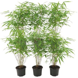 6x Fargesia Rufa - 25cm