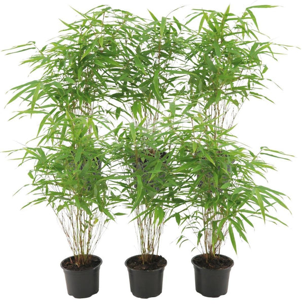 6x Fargesia Rufa - 25cm