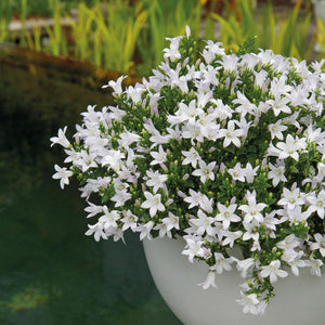 Campanula Addenda wit (Klokjesbloem) - 20cm