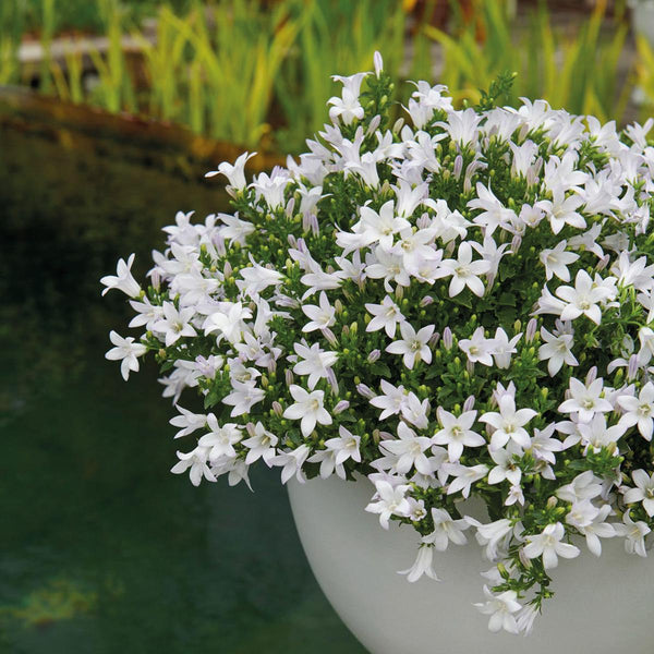 Campanula Addenda wit (Klokjesbloem) - 20cm