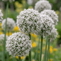 Bulbes d'allium Ping Pong