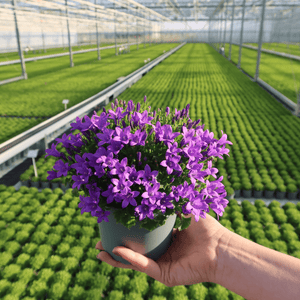 Combideal - 2x Campanula Addenda Ambella paars inclusief Malaga sierpotten - 20cm