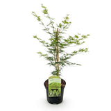Product afbeelding 2
