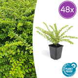 Product afbeelding 12
