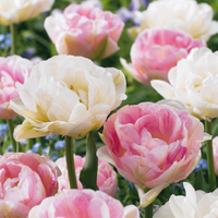 Tulip bulbs Double Sensation