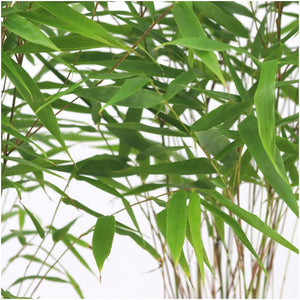 6x Fargesia Rufa - 25cm