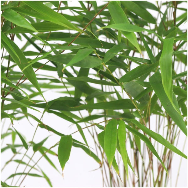 6x Fargesia Rufa - 25cm