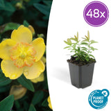 Product afbeelding 9