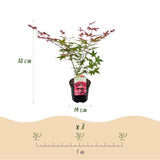 Product afbeelding 4