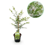 Product afbeelding 1