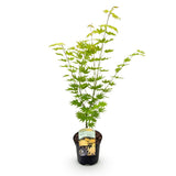 Product afbeelding 2