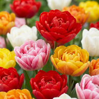 Tulip bulbs Double mix